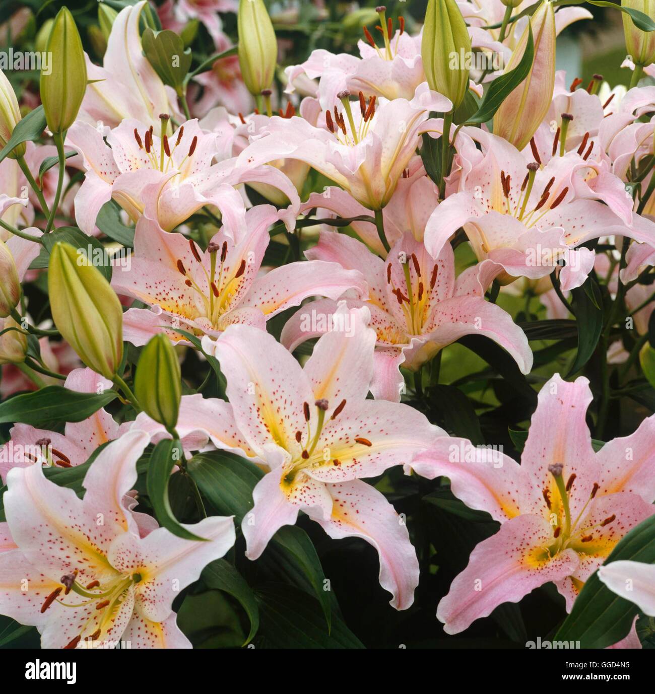 Il Lilium - "Galilei'- - (orientale) Ibrido BUL035647 Foto Stock