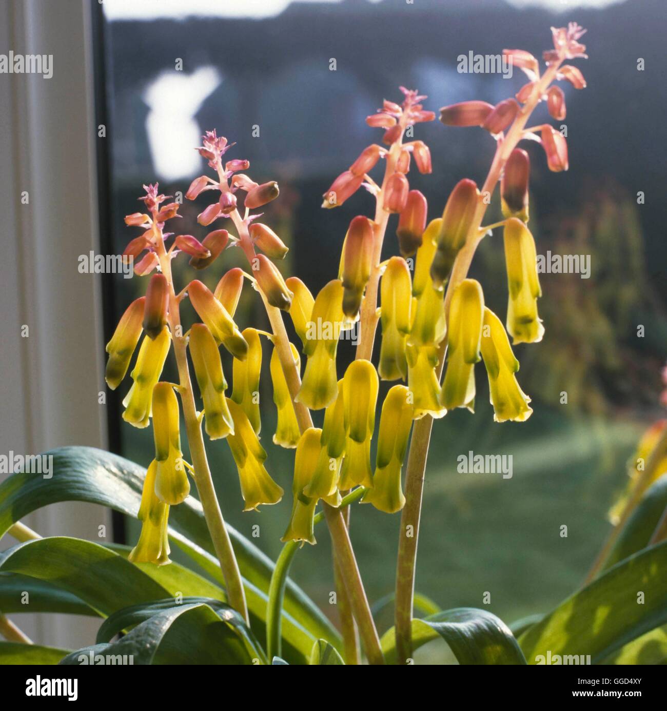 Lachenalia aloides - Cape Cowslip BUL049333 Foto Stock