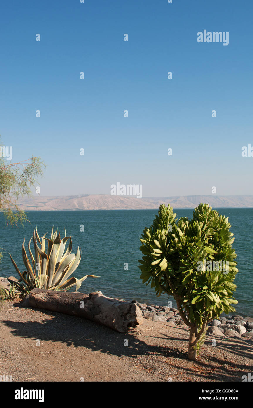 Israele: La vegetazione e il lago di Tiberiade, il lago d'acqua dolce più basso sulla terra, citato nella Scrittura come il luogo in cui Gesù camminava sulle acque Foto Stock