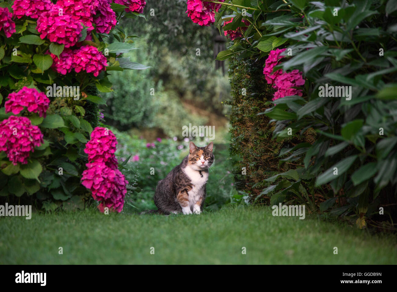 Il gatto domestico seduto in giardino in estate Foto Stock