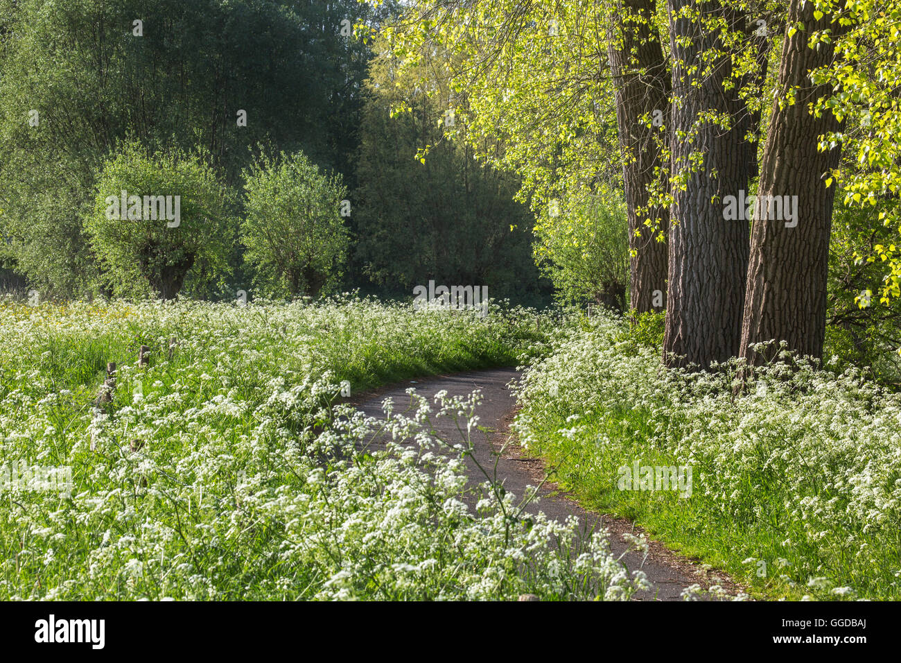 Mucca prezzemolo / cerfoglio selvatico (Anthriscus sylvestris) in fiore lungo il percorso in primavera Foto Stock