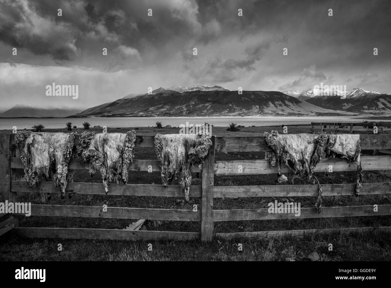 Sud America, Patagonia, Argentina, Calafate, Estancia Foto Stock