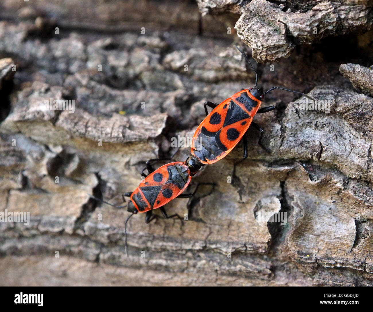 Rosso e nero Fire bug (Pyrrhocoris Apteris) coniugata sulla corteccia di pino Foto Stock