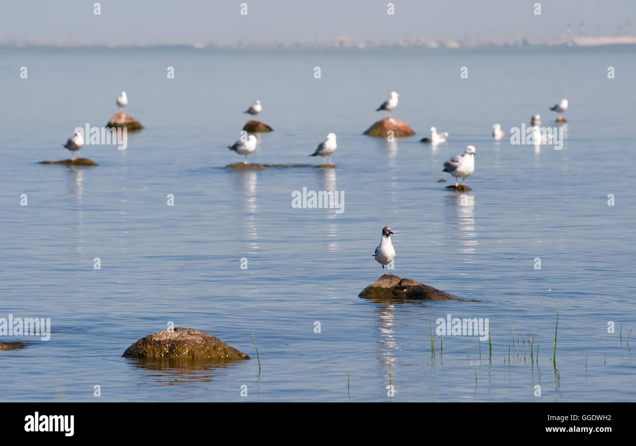 Gabbiani seduti sulle rocce al mare e crogiolatevi al sole Foto Stock