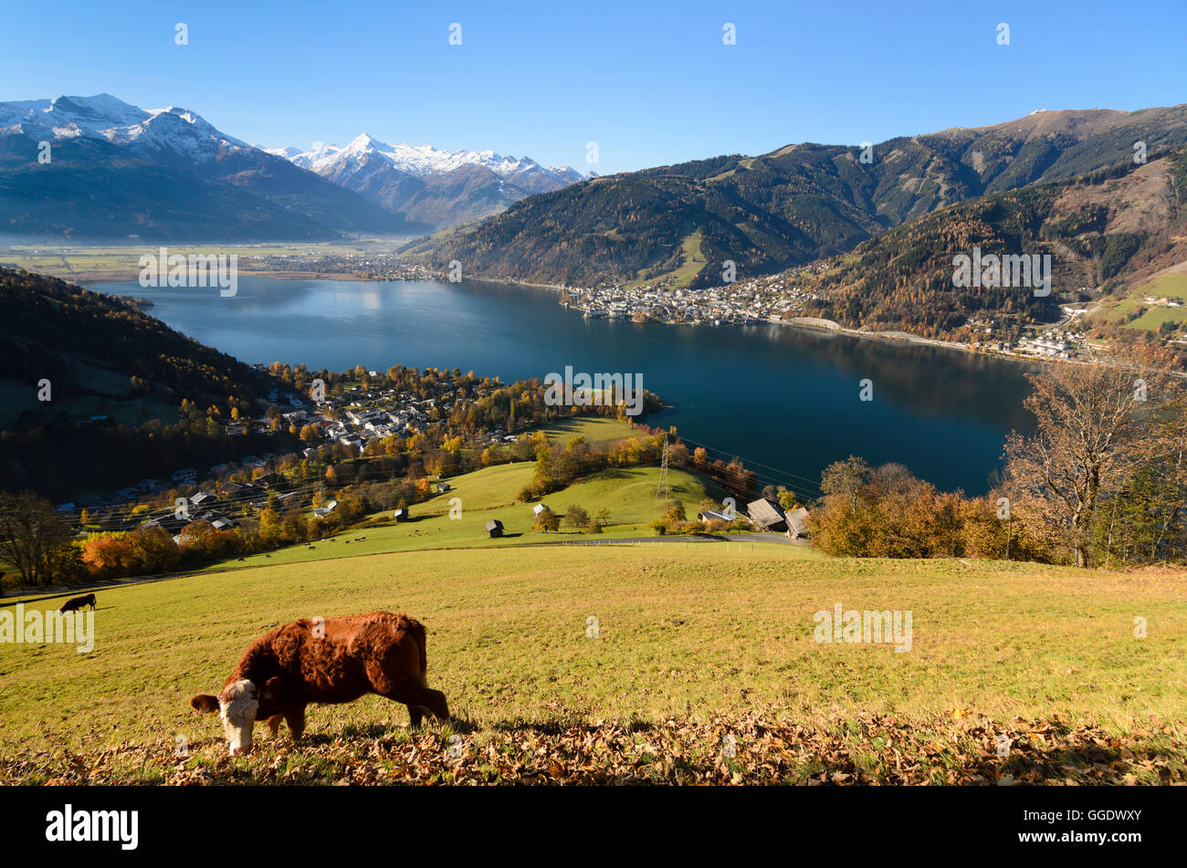 Zell am See: lago Zeller affacciato su Zell am See e la Hohe Tauern, mucca, vacche, Austria, Salisburgo, del Pinzgau Foto Stock