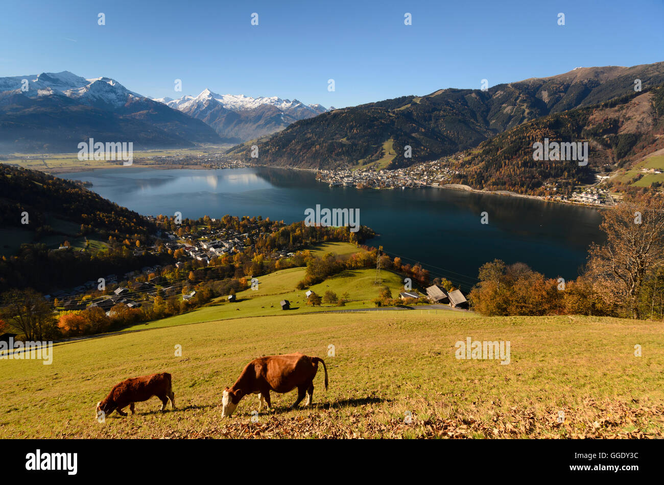 Zell am See: lago Zeller affacciato su Zell am See e la Hohe Tauern, mucca, vacche, Austria, Salisburgo, del Pinzgau Foto Stock