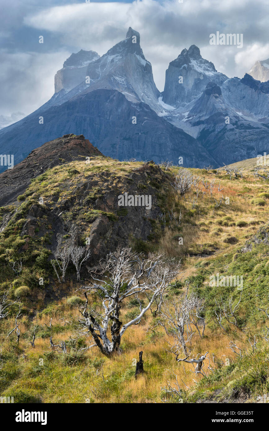 Sud America, Cile, Patagonia, regione di Magallanes, Torres del Paine, Parco Nazionale, UNESCO Patrimonio Mondiale Foto Stock