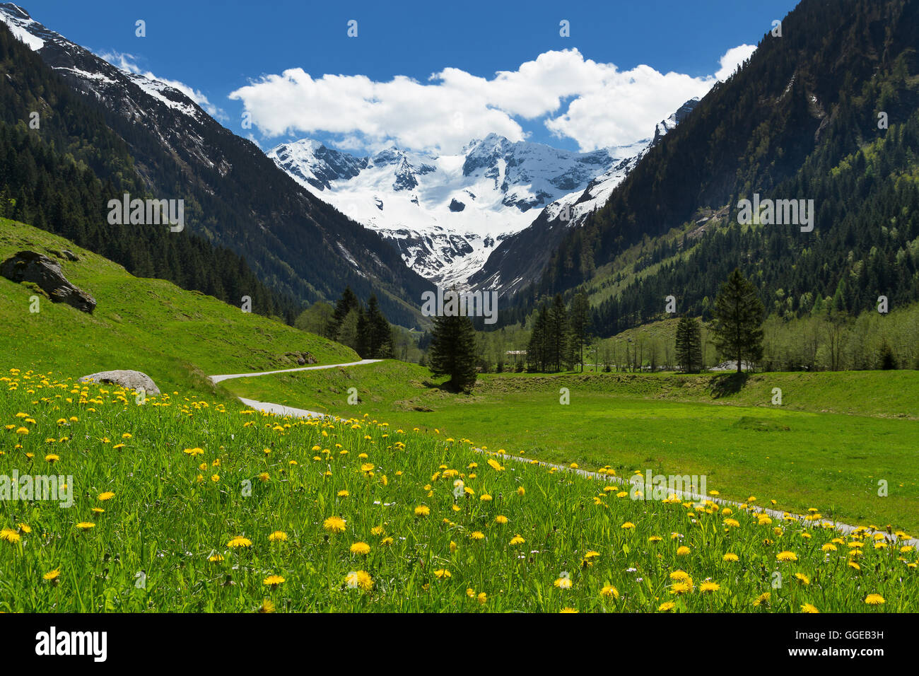 Fantastico scenario della valle alpina in primavera con montagne innevate sotto il cielo nuvoloso e bei fiori in primo piano Foto Stock
