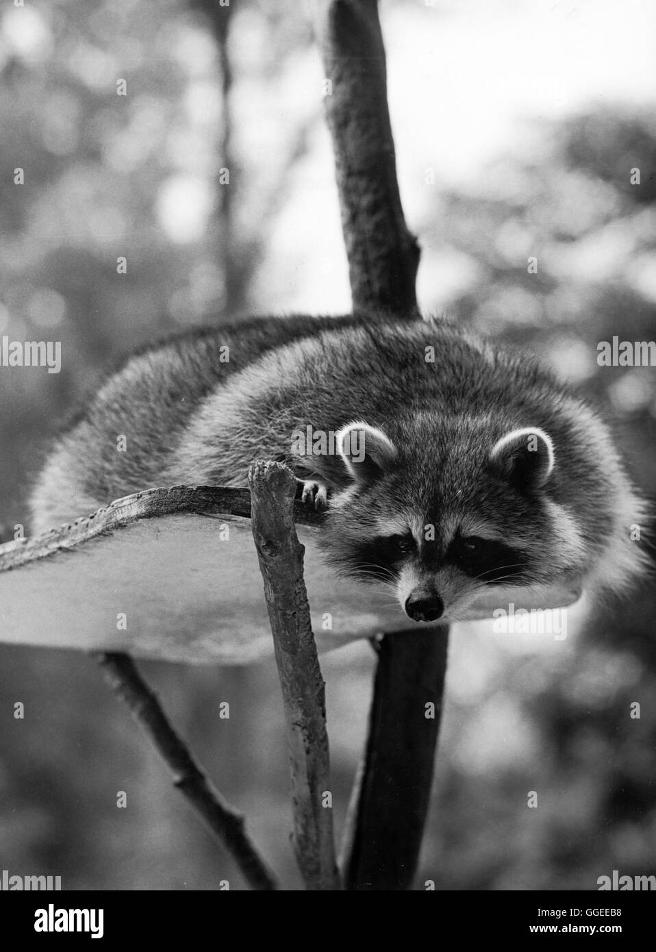 Waschbär, Raccoon Foto Stock
