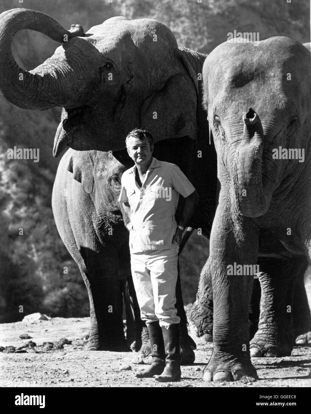 Mondo Animale / USA 1968 / Wolfgang Bayer Bill Burrud, Erzähler in der Dokumentationsreihe, Elefanten Regie: Wolfgang Bayer Foto Stock