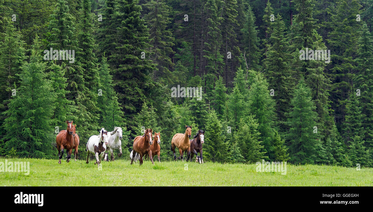 Esecuzione di allevamento di cavalli Foto Stock