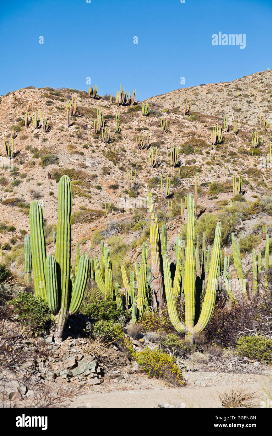 Il Gigante messicano Cardon Cactus, Pachycereus Pringlei, su Isla Santa Catalina, un isola deserta in Baja California Sur, Messico. Foto Stock