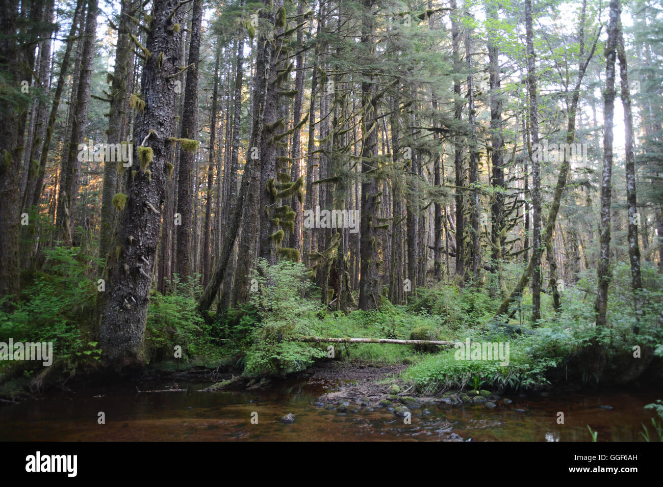 Un boscoso creek vicino al Heitsuk prima nazione città di Bella Bella, nel grande orso nella foresta pluviale, British Columbia, Canada. Foto Stock