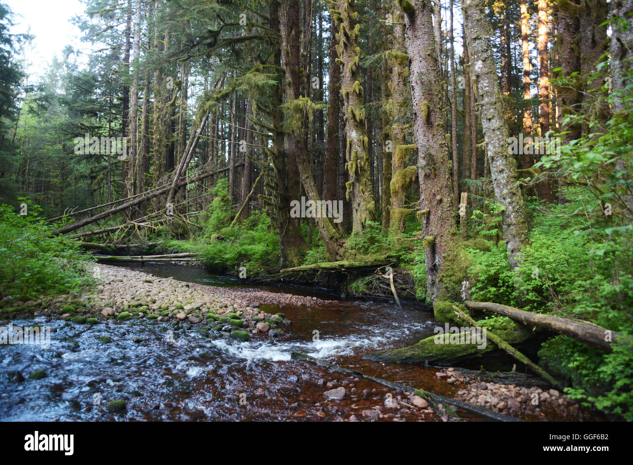 Un boscoso creek vicino al Heitsuk prima nazione città di Bella Bella, nel grande orso nella foresta pluviale, British Columbia, Canada. Foto Stock