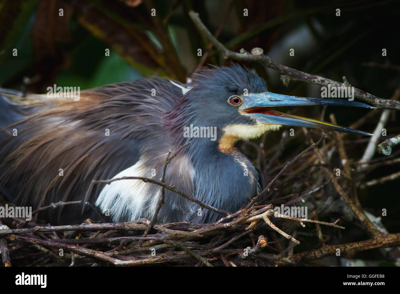 Airone tricolore nest seduta -incubando le uova Foto Stock