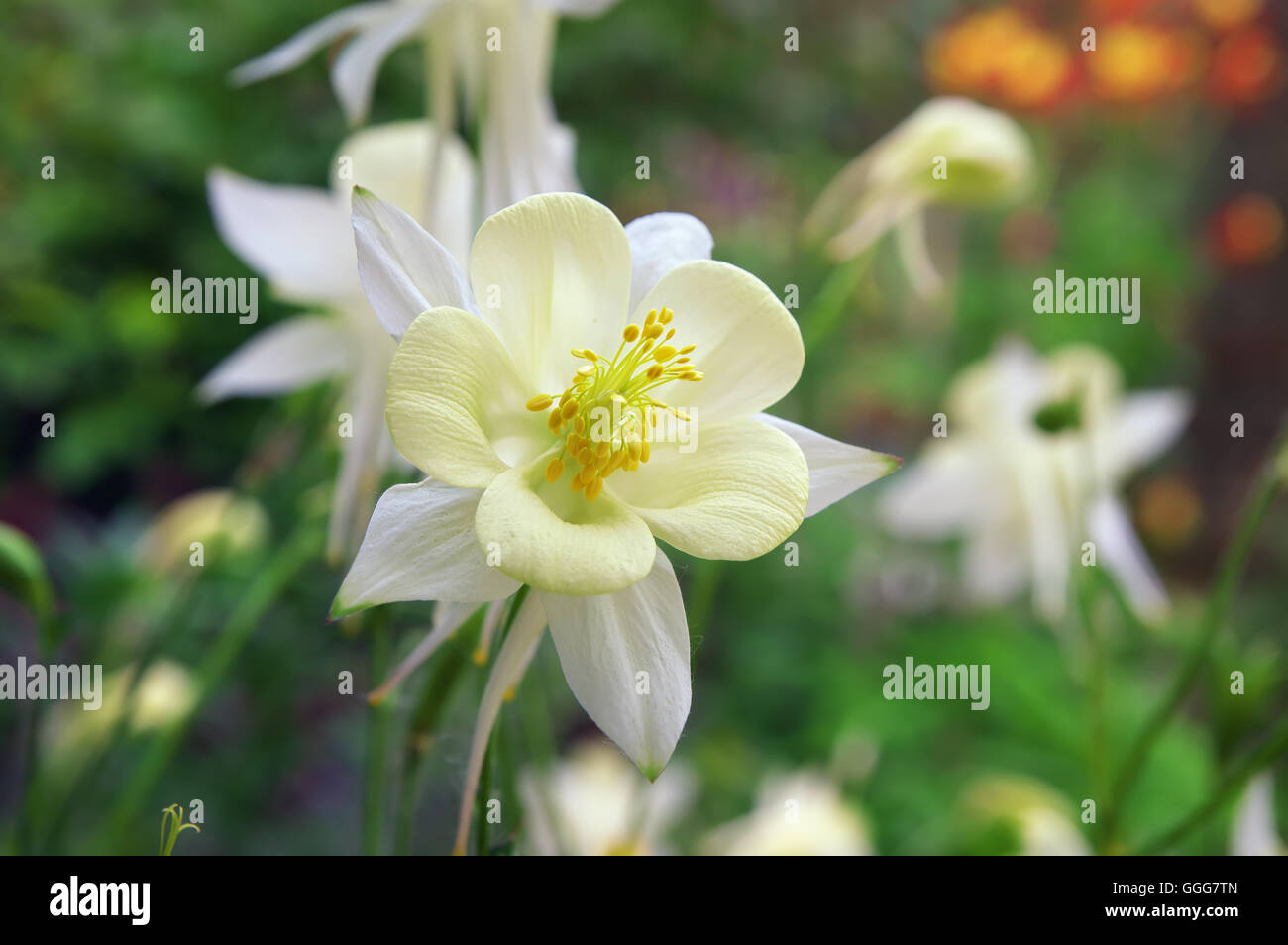 Bella bianca columbine fiore Foto Stock