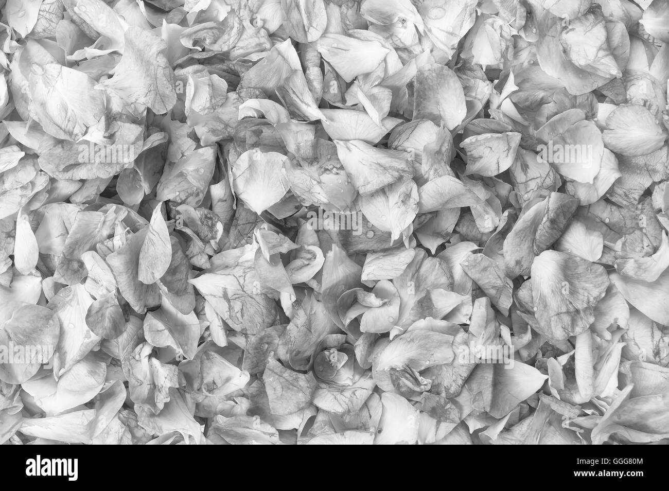 Petali di rosa di texture. Elemento di design Foto Stock