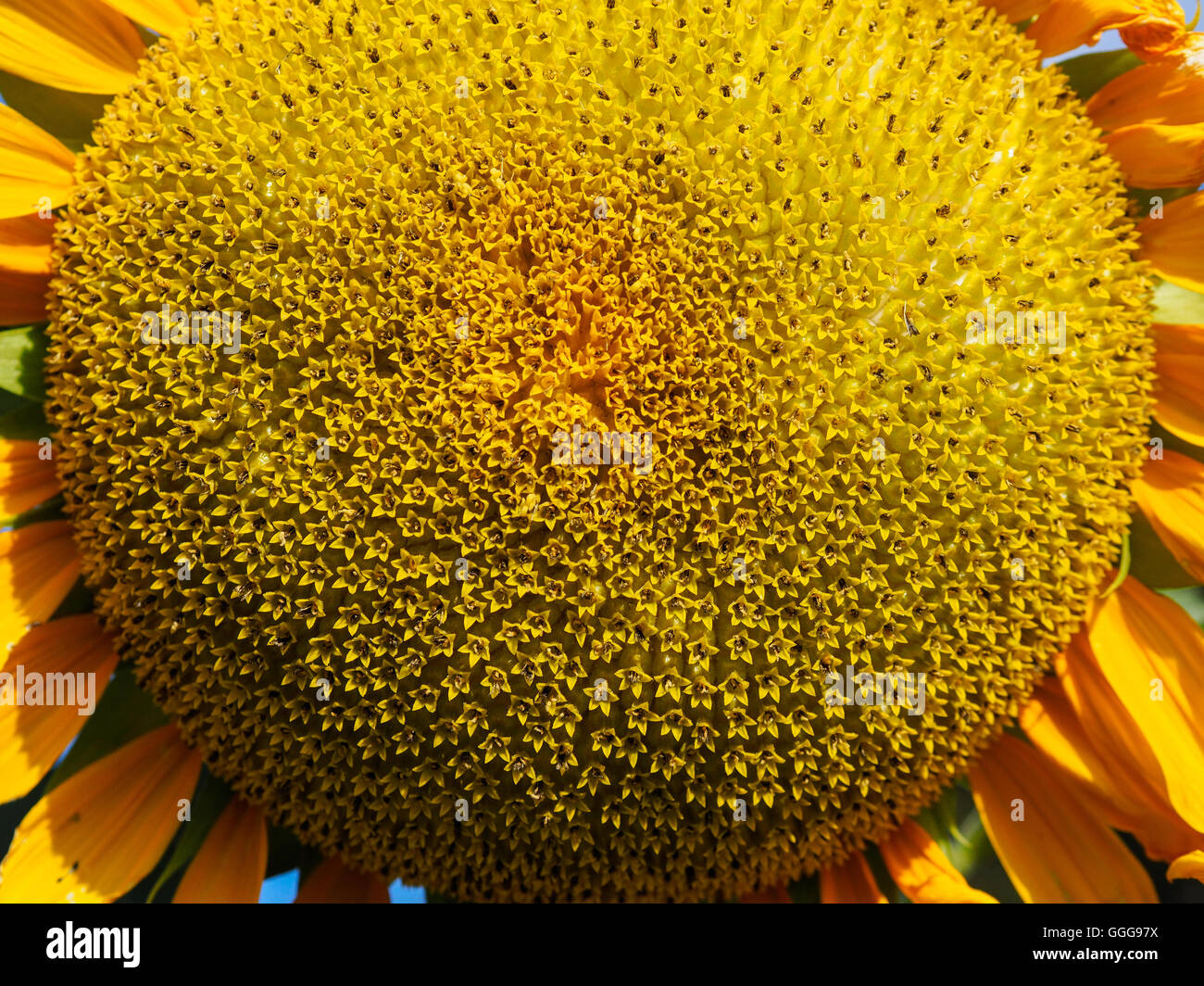 Viste di dettaglio di un girasole giallo su una luce solare Foto Stock