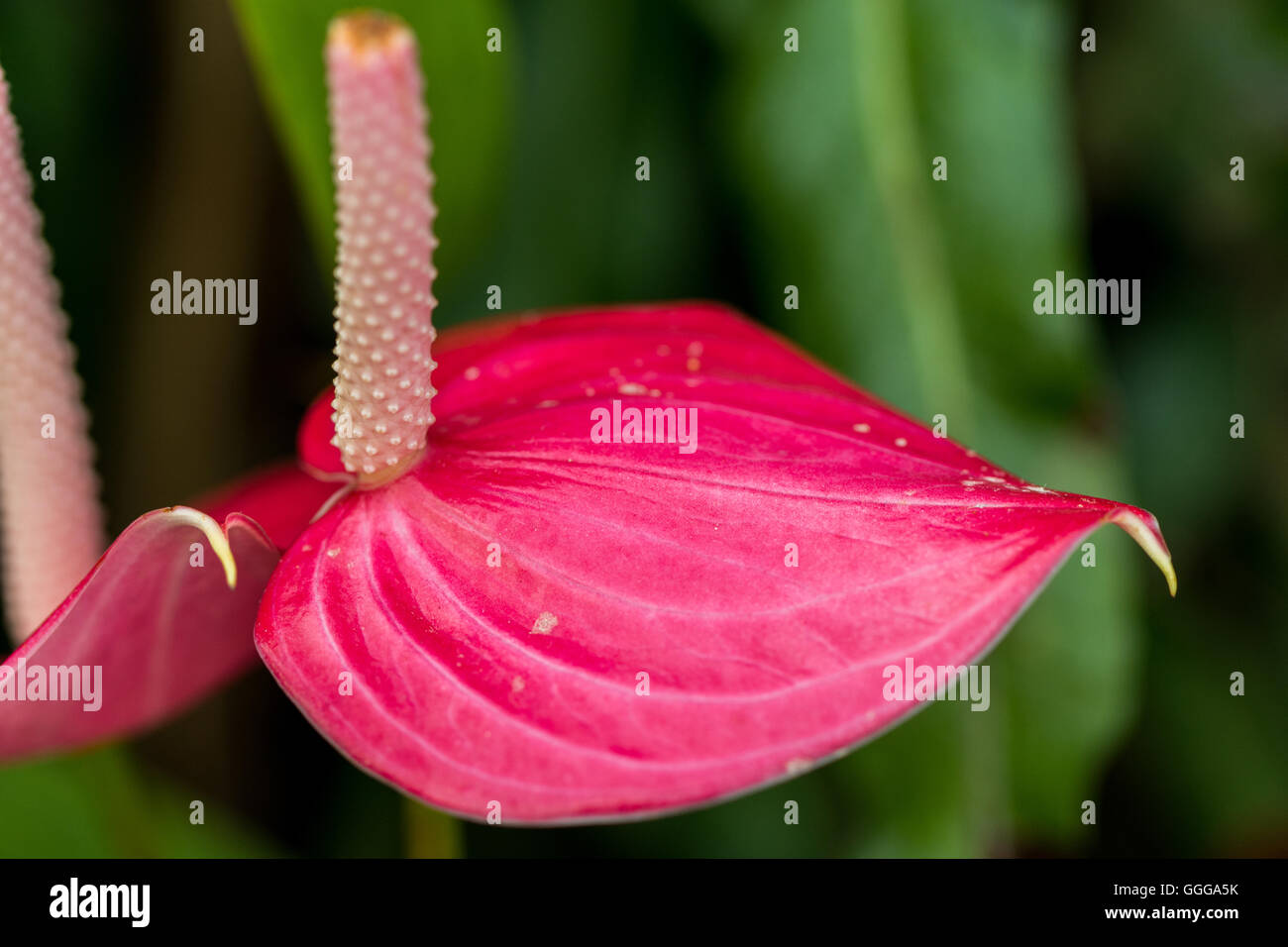 Fiori in colori beatuful chiudere fino a Singapore 2016 Foto Stock