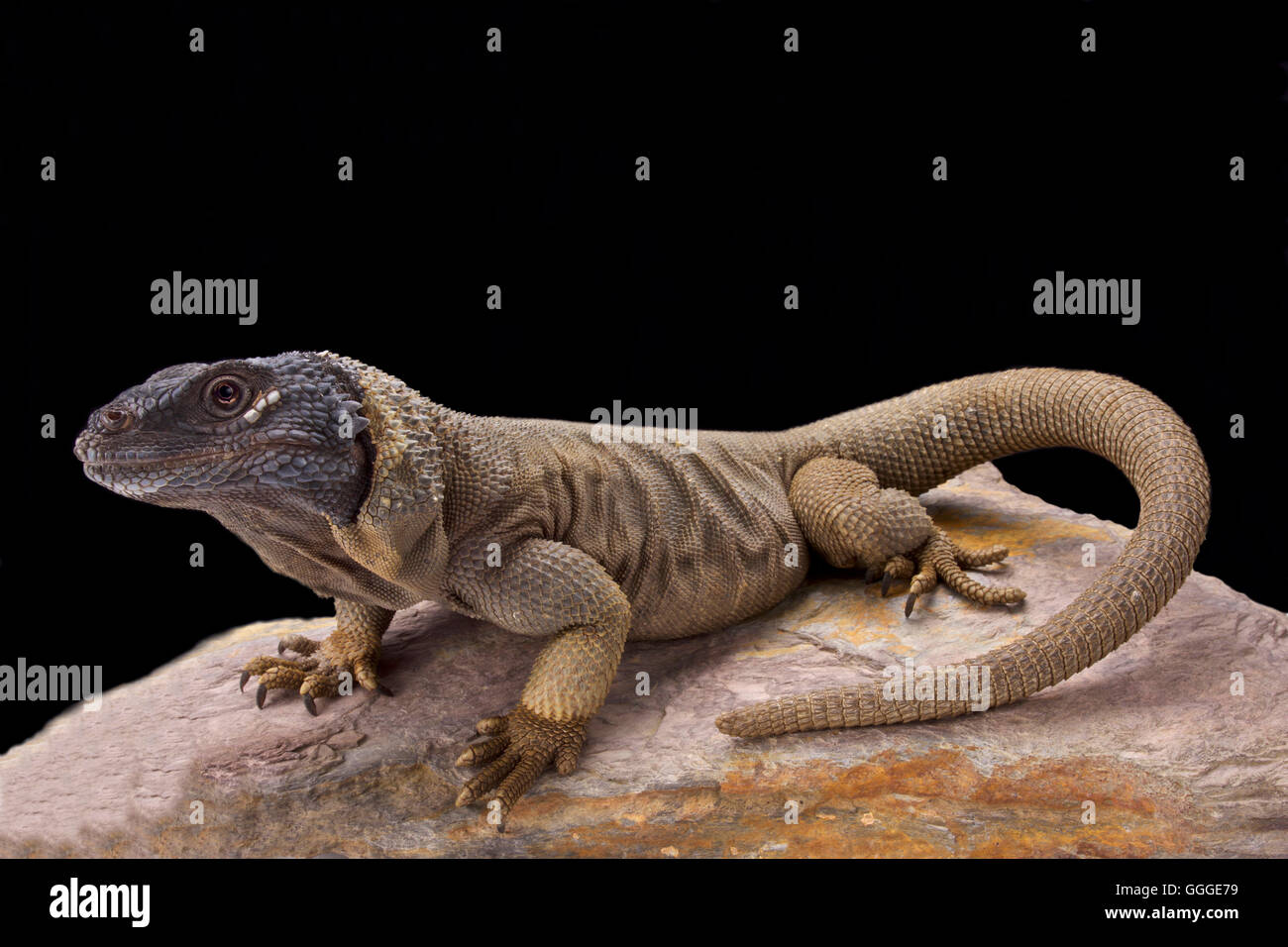 Angel Island chuckwalla (Sauromalus hispidus) Foto Stock