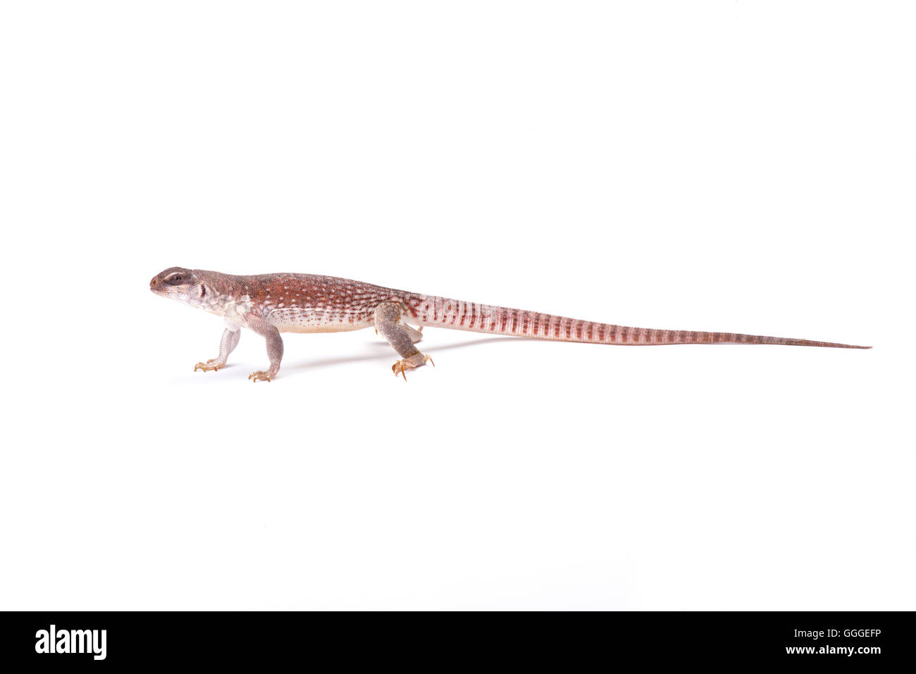 Deserto iguana (Dipsosaurus dorsalis) Foto Stock