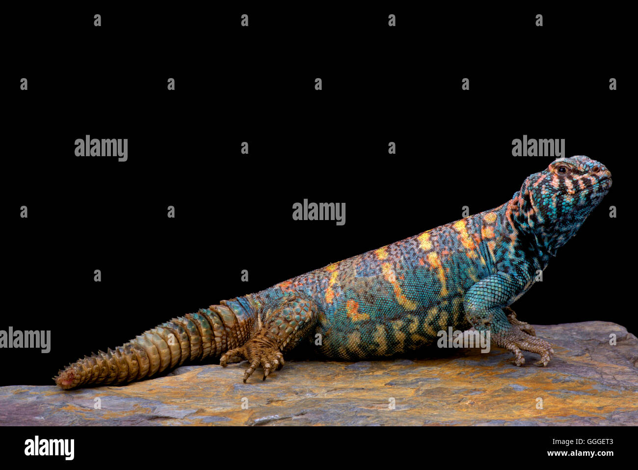 Spinosa ornati-tailed lizard (Uromastyx ornata ornata) Foto Stock