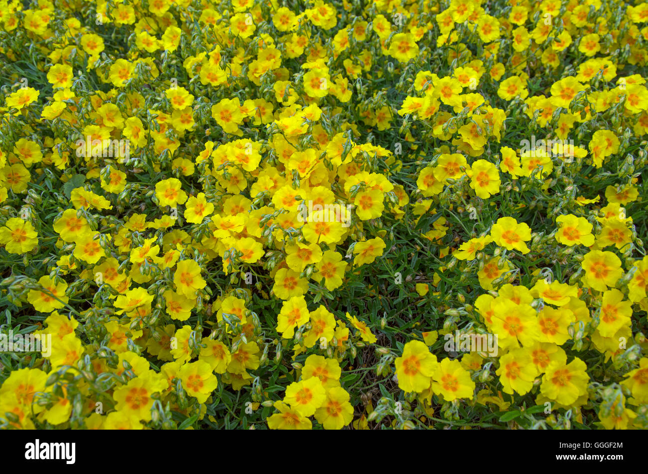 Helianthemum 'Golden Queen' in piena fioritura nel bordo del giardino Foto Stock