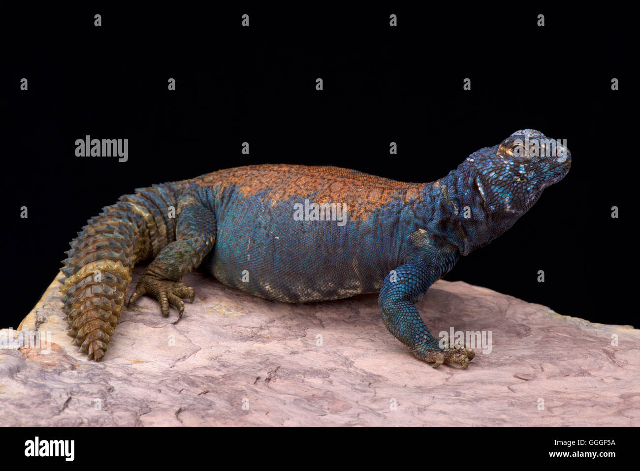 Arabian mastigure blu (Uromastyx ornata philbyi) Foto Stock