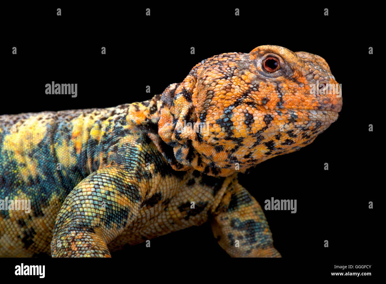 Sud spinosa arabo-tailed Lizard (Uromastyx yemenensis) Foto Stock