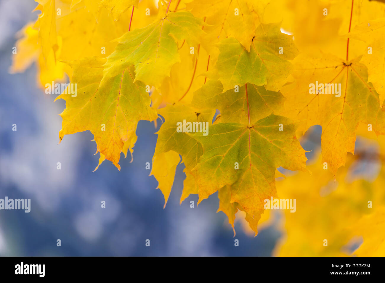 La botanica, foglie di giallo della Norvegia acero in autunno sul Lago di Braies (Lago Selvaggio), Alto Adige, Italia, Additional-Rights-Clearance-Info-Not-Available Foto Stock