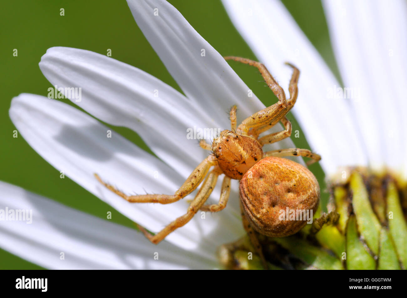 Macro di ragno granchio (Misumena vatia) sul petalo di fiore a margherita sul cielo blu sullo sfondo Foto Stock