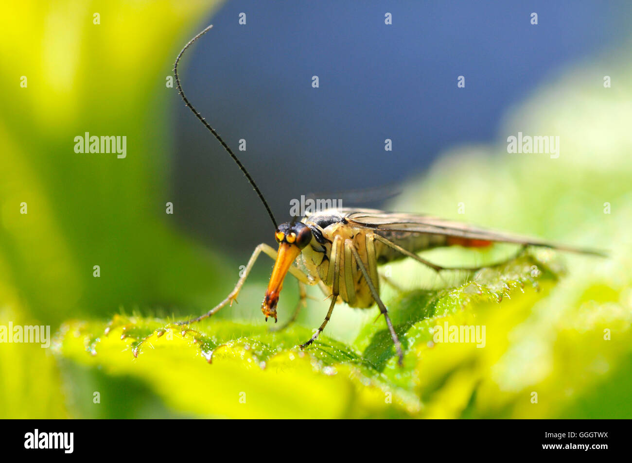 Macro di scorpionfly (Panorpa communis) sulla lamina vista frontale Foto Stock