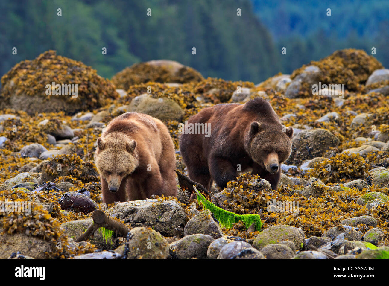 Zoologia / animali, mammifero / di mammifero (mammalia), costiere orso grizzly alla ricerca di cibo a bassa marea sul British Columbia continentale, Canada, No-Exclusive-uso Foto Stock