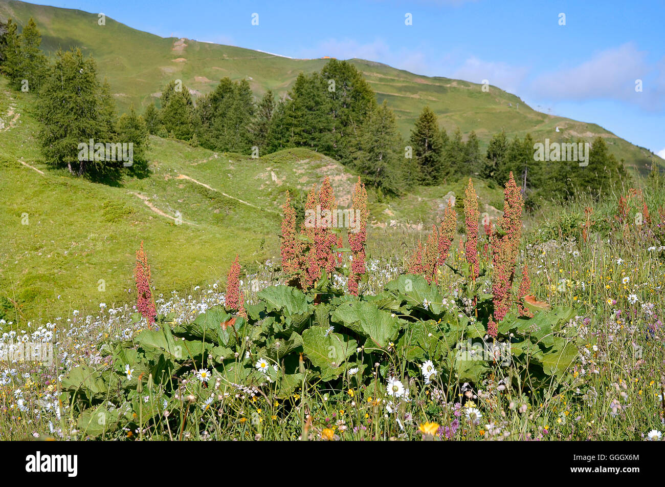 In montagna a La Plagne in Francia Foto Stock