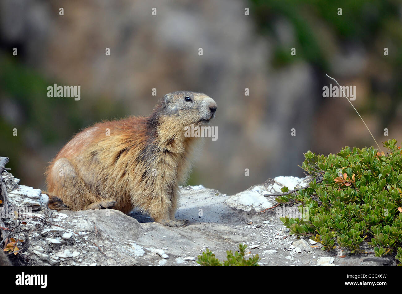 Alpine marmotta (Marmota marmota) su roccia, nelle Alpi francesi, Savoie department a La Plagne Foto Stock