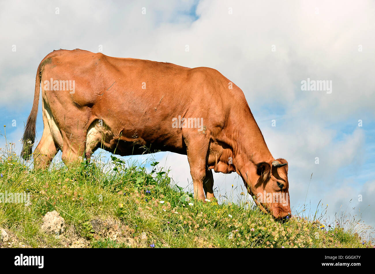 Tarine mucca al pascolo nelle Alpi francesi nel dipartimento della Savoia a La Plagne Foto Stock