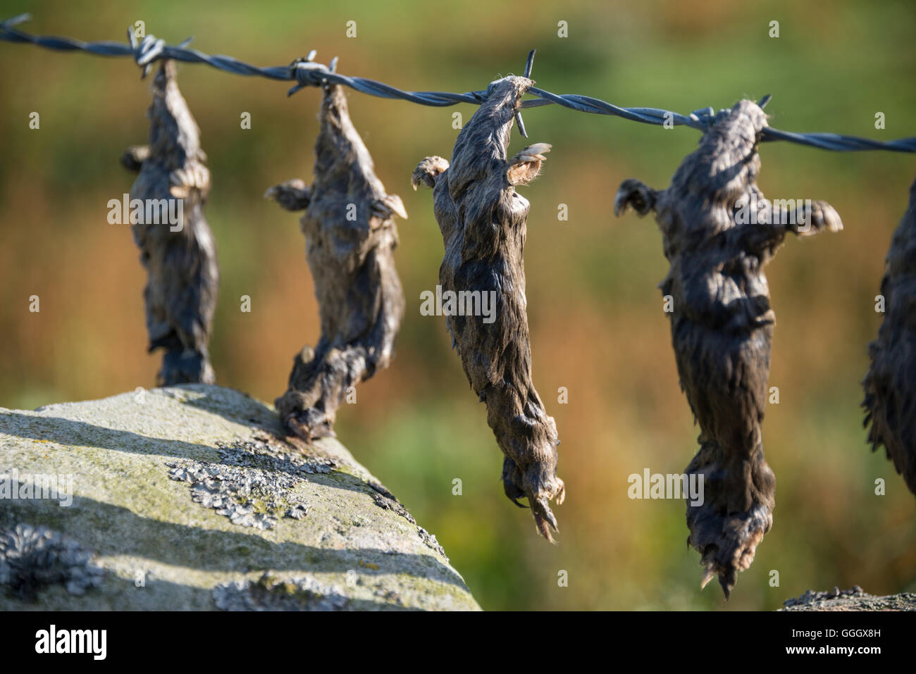 Nelle vicinanze Little Eggleston Beck in Teesdale Foto Stock