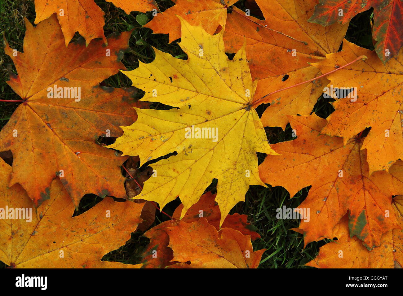 Foglie di autunno, foglie colorate, Norvegia acero / buntes herbstlaub des spitz-ahorn (Acer platanoides), cadono le foglie, caduta delle foglie Foto Stock