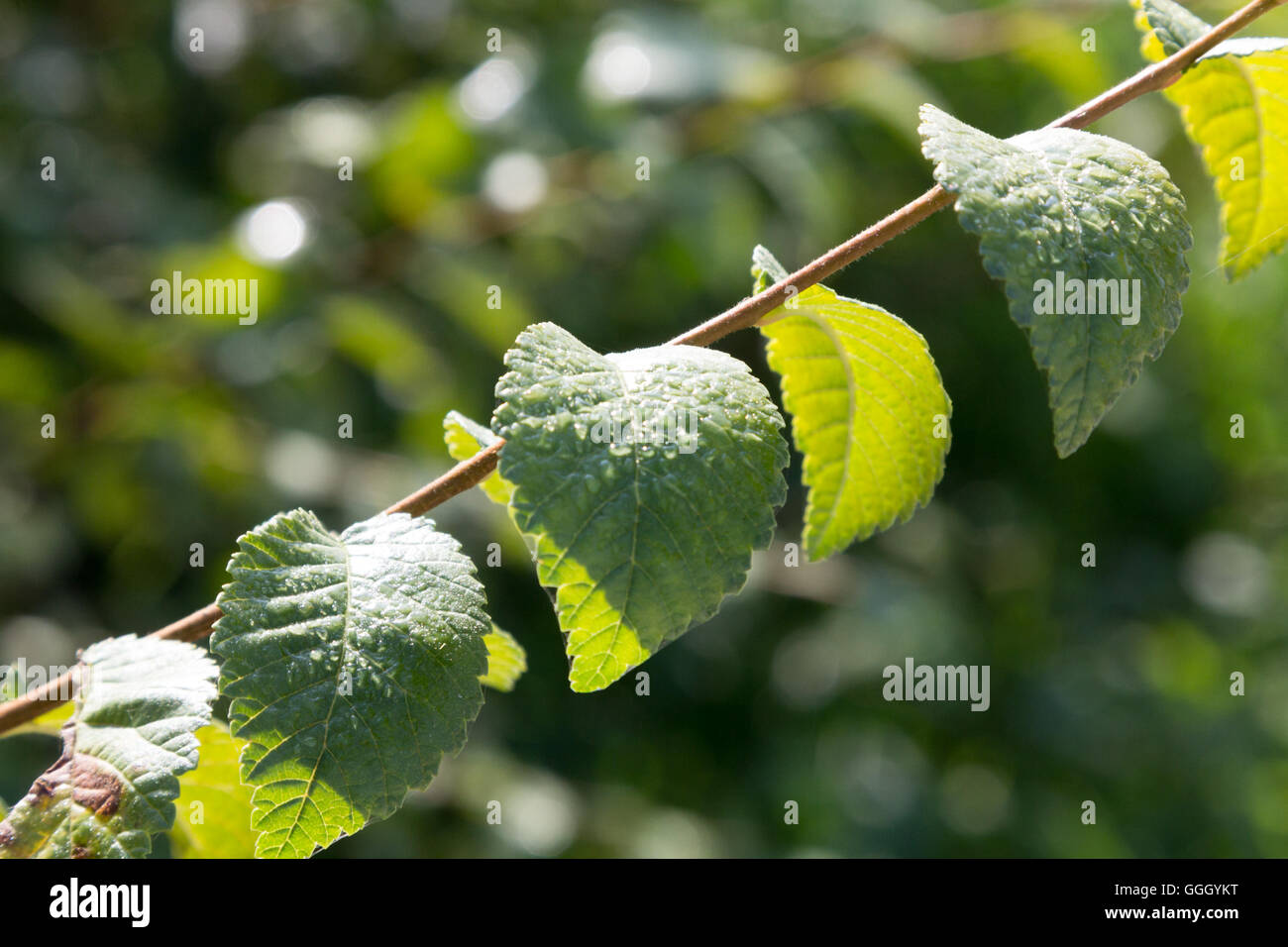 Foglie con gocce di acqua su un vitigno Foto Stock