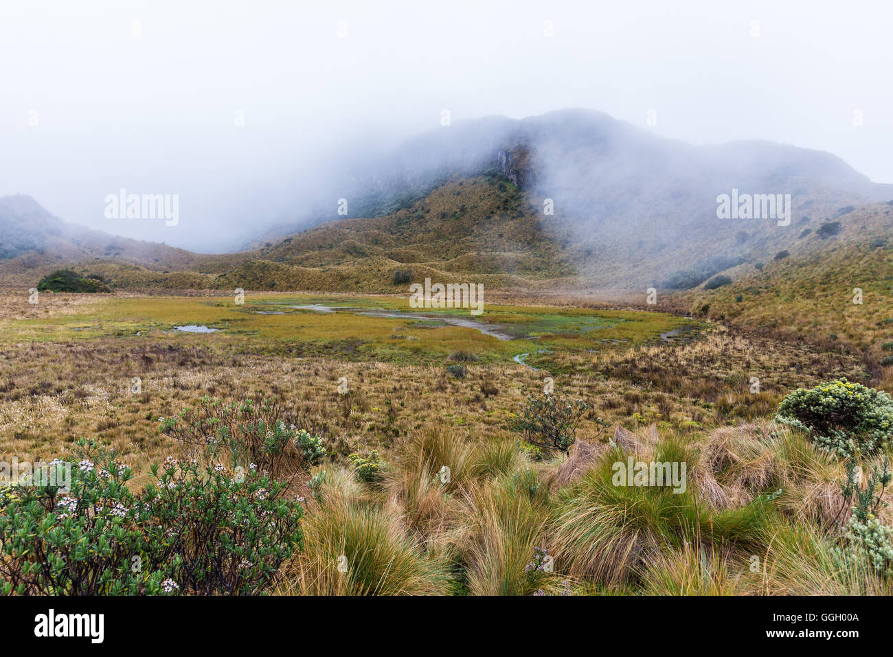 Coloratissima vegetazione del paramo in alto Ande. Cayambe Coca Riserva Ecologica. Ecuador, Sud America. Foto Stock