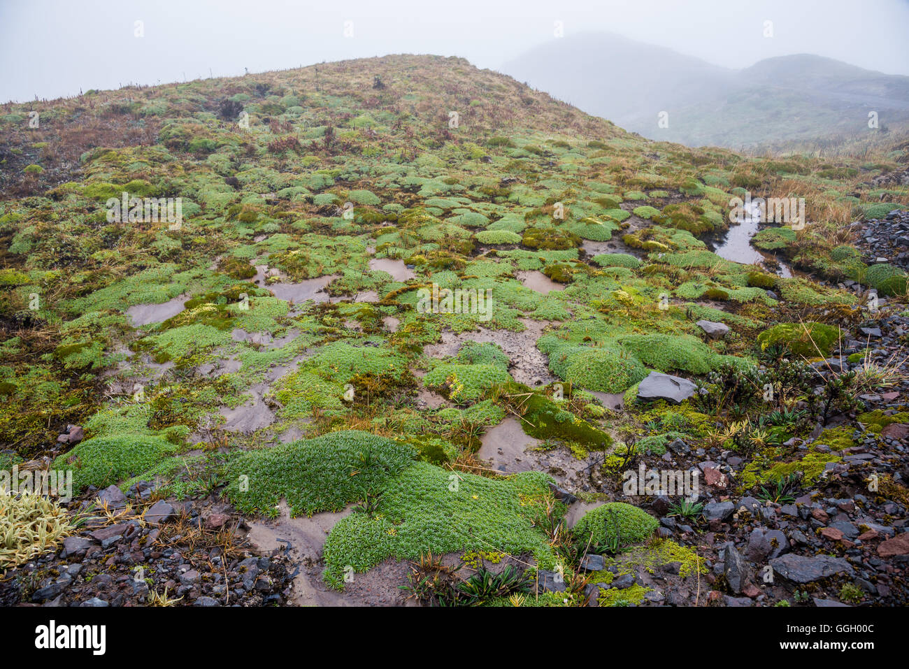 Coloratissima vegetazione del paramo in alto Ande. Cayambe Coca Riserva Ecologica. Ecuador, Sud America. Foto Stock