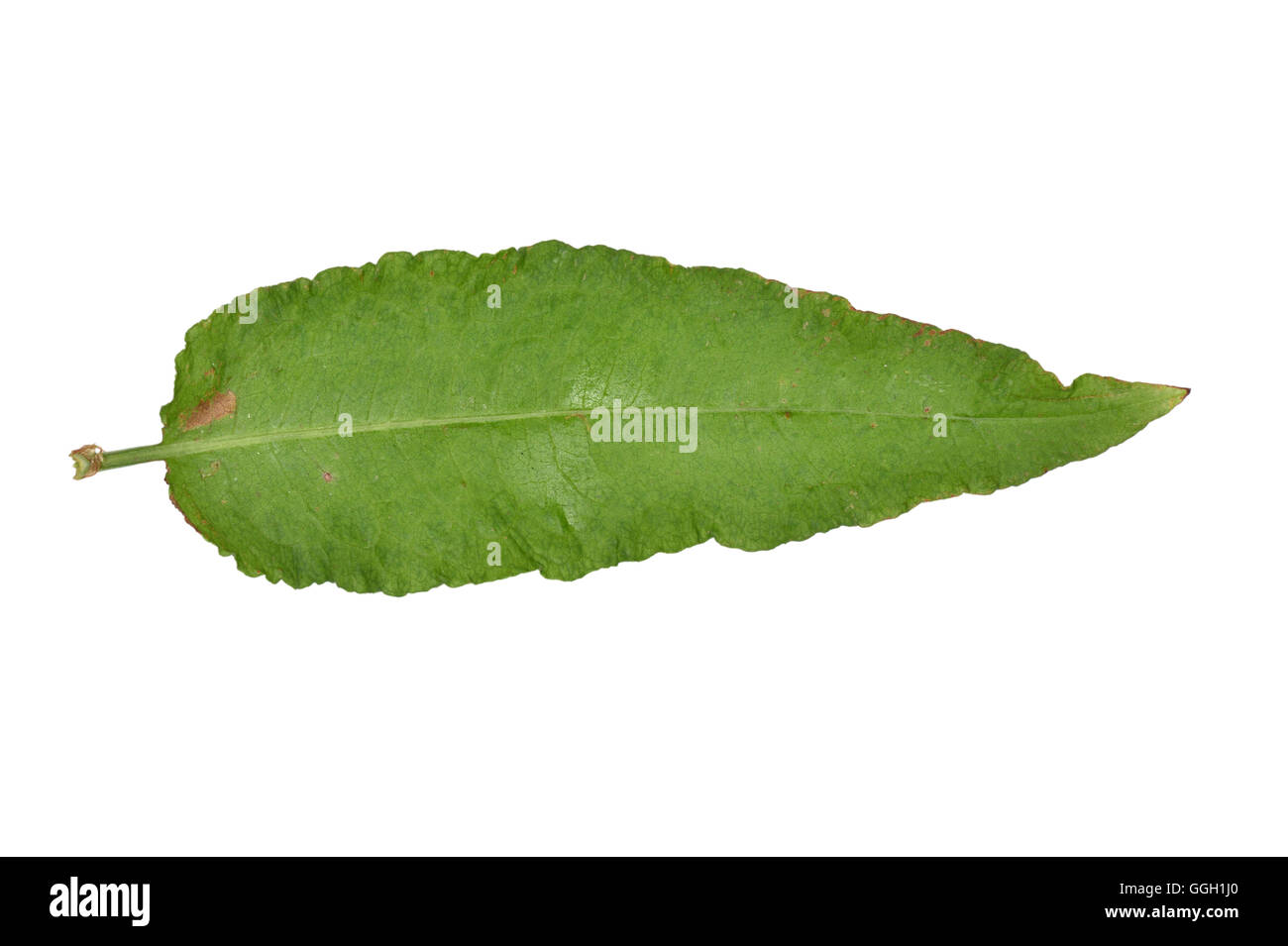 Clustered Dock - Rumex conglomeratus Foto Stock