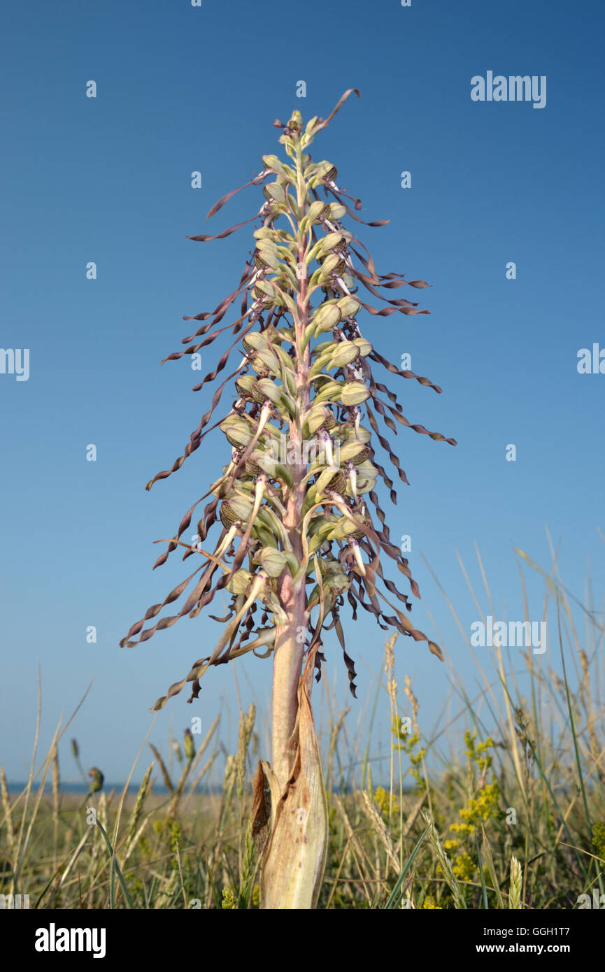 Lizard Orchid - Himantoglossum hircinum Foto Stock