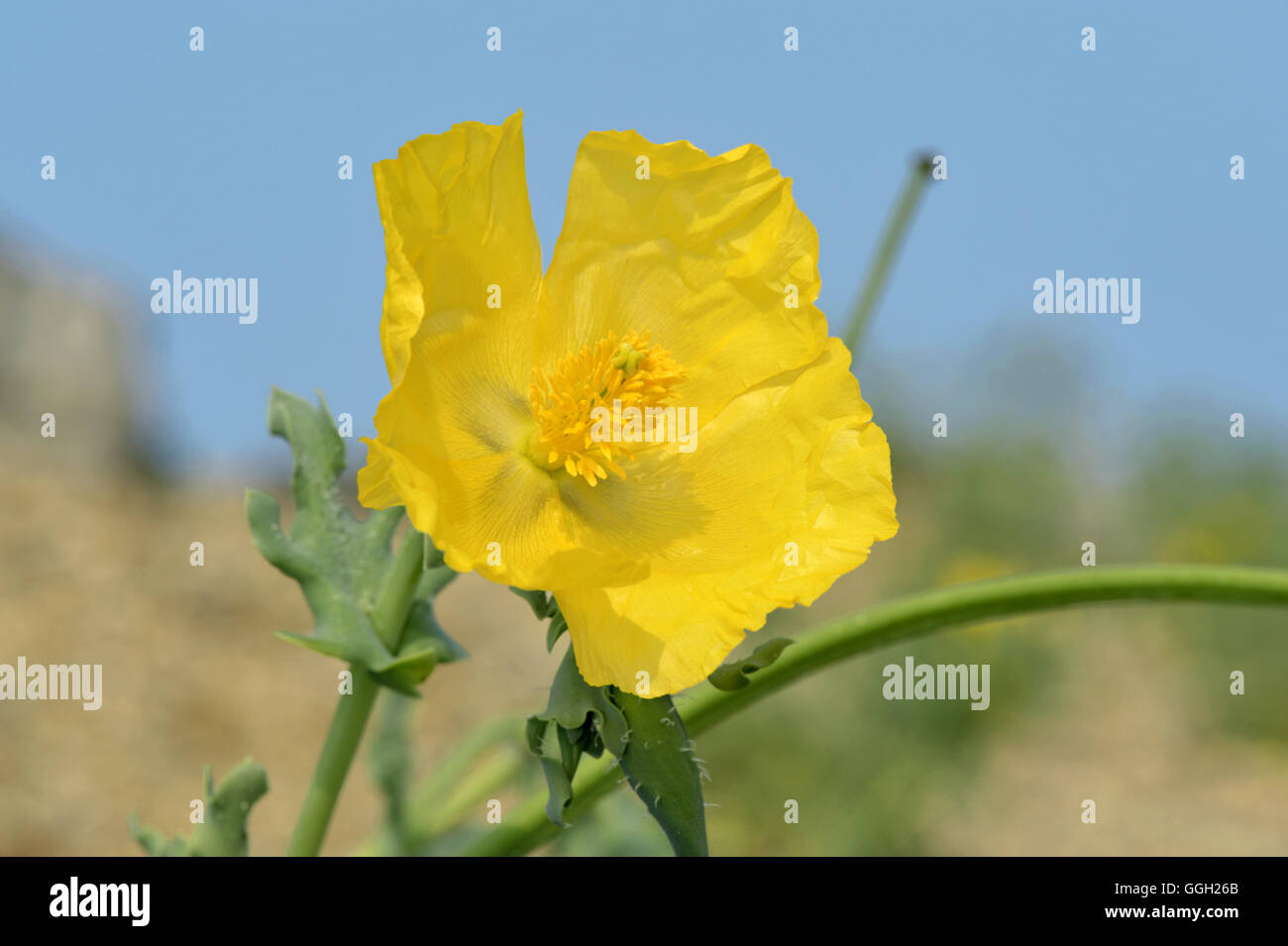 Giallo-cornuto papavero - Glaucium flavum Foto Stock