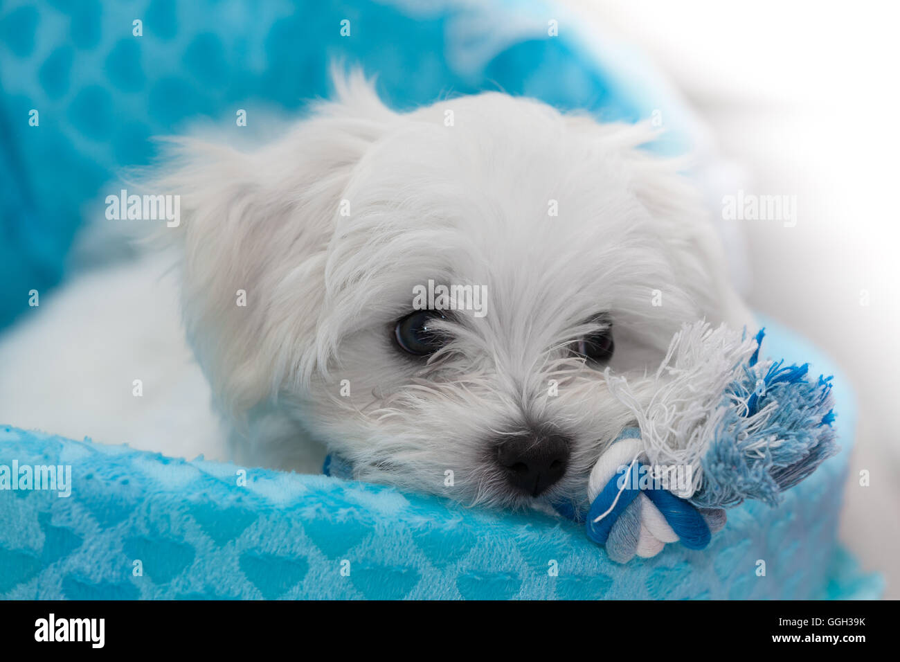 Carino bianco soffice cucciolo Maltese Foto Stock