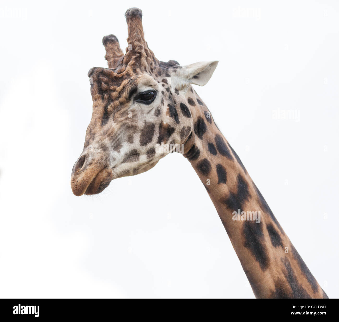 La giraffa isolato su bianco Foto Stock