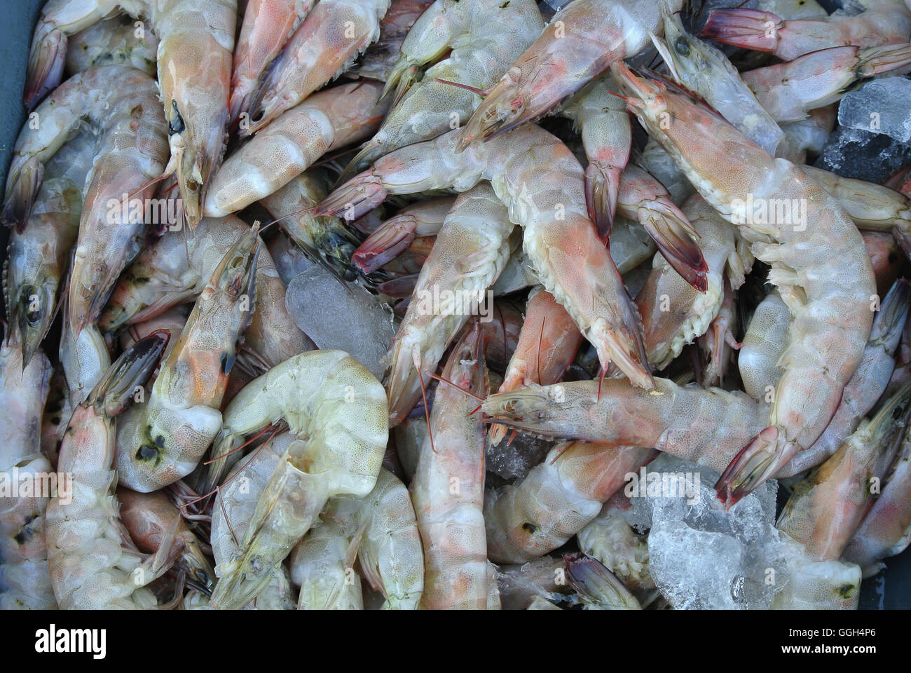Gamberetti per la vendita nel mercato del pesce, Indonesia. Gamberetto è un nome comune, utilizzato in particolare nel Regno Unito e in Irlanda, e Com Foto Stock