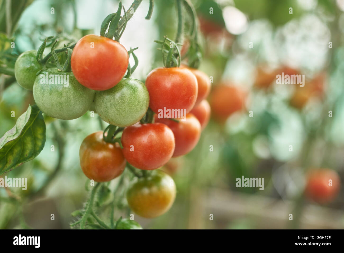 Primo piano della bella rossa di pomodori ciliegia in una serra. Foto Stock