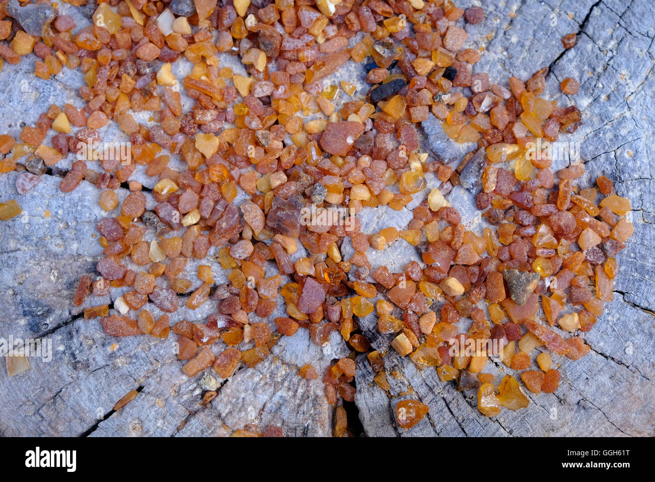 Pezzi di pietre ambrate non lucidate su un tronco di legno. La regione baltica ospita il più grande deposito noto di ambra. Risale a 44 milioni di anni fa e comprende la fauna di insetti fossili più ricca di specie scoperta finora. Foto Stock