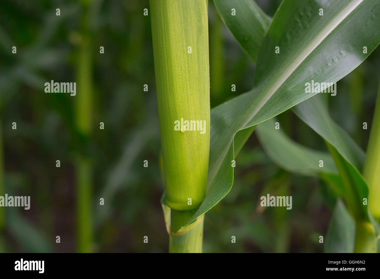 Primo piano di una Zea mays il mais il gambo e le foglie nella parte anteriore di un sfocata cornfield dopo la pioggia con una caduta sul gambo Foto Stock